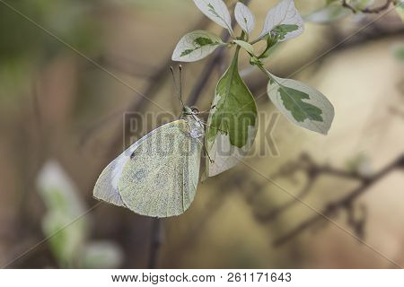 European Large Cabbage White Butterfly (pieris Brassicae) Feeding On A Leaf