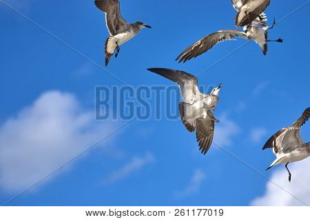 Albatross A Large Sea Bird With A Long Beak And Narrow Wings, Black And White Feathers, Feeds On Fis