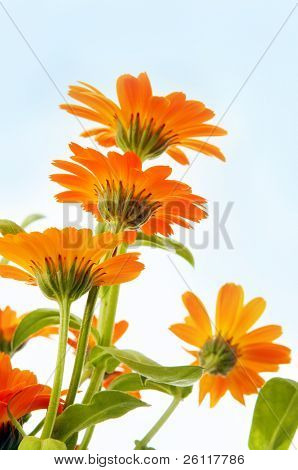 flor de naranja bajo el cielo azul