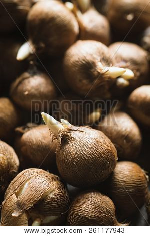 Crocus Sieberi Bulbs Ready For Planting, Selective Focus