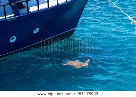 Kareta Turtle Swimming In The Greek Sea Near Ship.