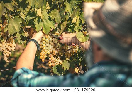 Rear View Of A Handsome Winemaker Is Cutting Grapes At A Vineyard. Selective Focus