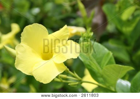 Yellow Flower