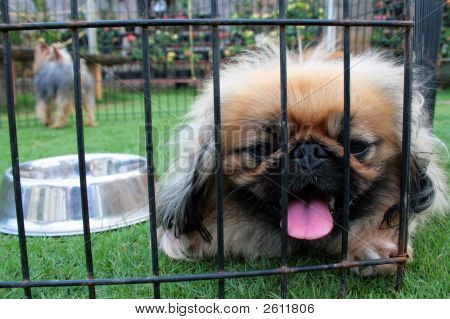 Doggie