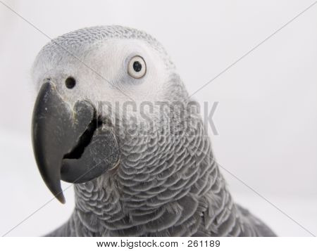 Vedoucí afrických Grey