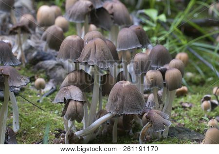 Coprinus Micaceus Mushroom Near The Tree, Close Up