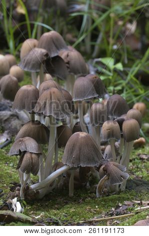 Coprinus Micaceus Mushroom Near The Tree, Close Up