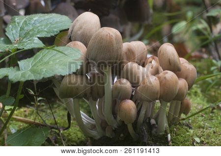 Coprinus Micaceus Mushroom Near The Tree, Close Up