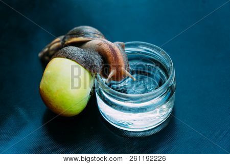 A Snail Sits On An Apple On The Blue Background. She Is Embraced A Glass Container And Looked At The