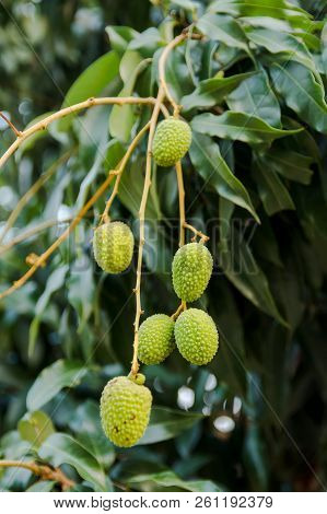 Unripe Green Lychee Hanging From A Lychee Tree. Fresh Green Lychee Fruits Grow On Tree