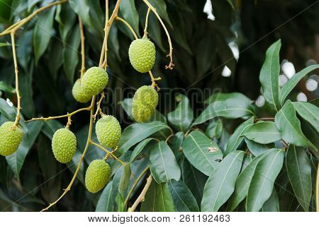 Unripe Green Lychee Hanging From A Lychee Tree. Fresh Green Lychee Fruits Grow On Tree