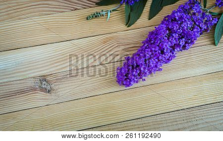 Beautiful Buddleia Shrub Flower On Wooden Background.