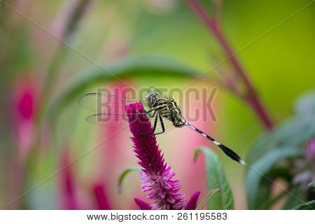 A Dragonfly Is An Insect Belonging To The Order Odonata, Infraorder Anisoptera. Adult Dragonflies Ar