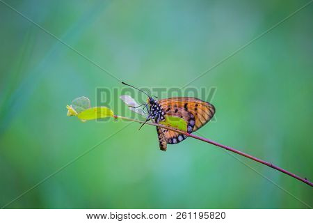 Butterfly Sitting On The Marigold Flower In The Garden In Natural Habitats