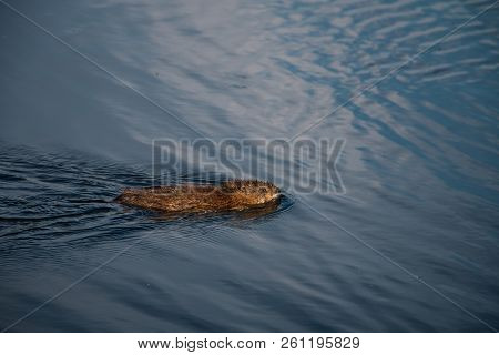 Gray Otter Floats On The Smooth Water Of The Pond In The Park