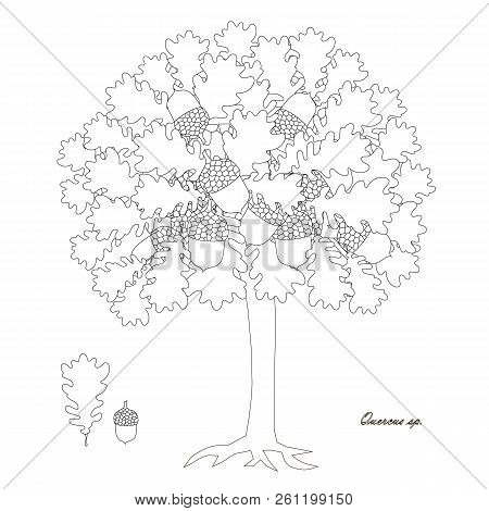 Oak Tree Monochrome Sketch, Leaves, Fruits Design Element Stock Vector Illustration For Web, For Pri
