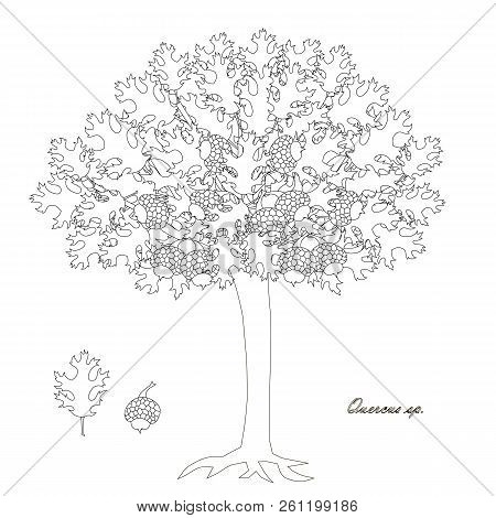 Oak Tree Monochrome Sketch, Leaves, Fruits Design Element Stock Vector Illustration For Web, For Pri
