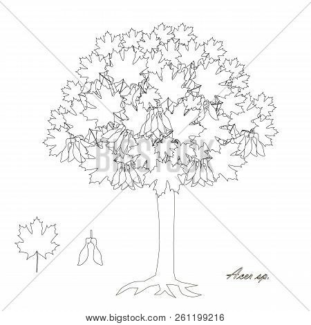 Maple Tree Monochrome Sketch, Leaves, Fruits Design Element Stock Vector Illustration For Web, For P