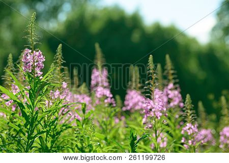 Pink Flowers Of Fireweed (epilobium Or Chamerion Angustifolium) In Bloom Ivan Tea. Flowering Willow-