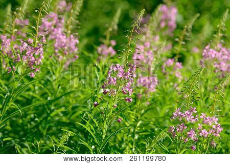 Pink Flowers Of Fireweed (epilobium Or Chamerion Angustifolium) In Bloom Ivan Tea. Flowering Willow-