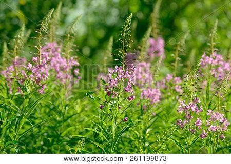 Pink Flowers Of Fireweed (epilobium Or Chamerion Angustifolium) In Bloom Ivan Tea. Flowering Willow-