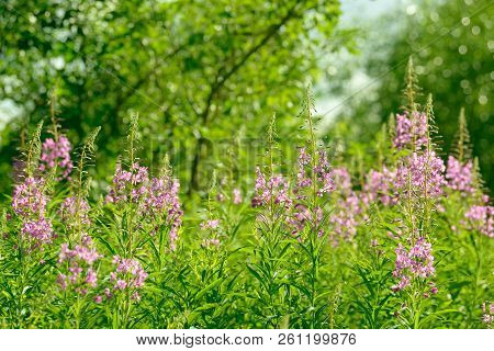 Pink Flowers Of Fireweed (epilobium Or Chamerion Angustifolium) In Bloom Ivan Tea. Flowering Willow-