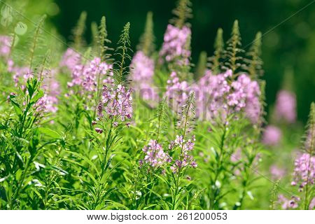 Pink Flowers Of Fireweed (epilobium Or Chamerion Angustifolium) In Bloom Ivan Tea. Flowering Willow-