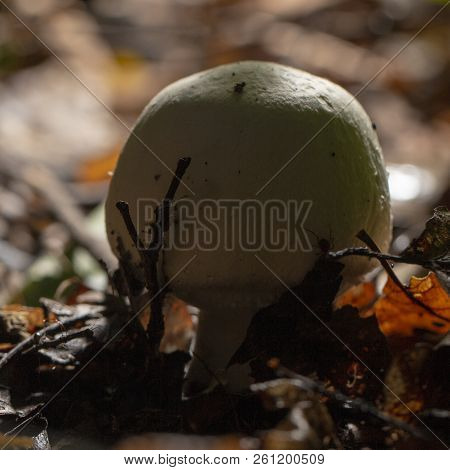 Champignon In The Forest, On Yellow Leaves In Late Autumn