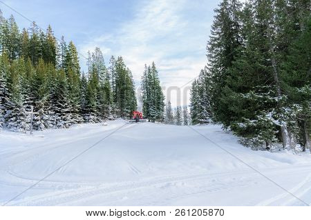Winter Landscape With Snowy Green Fir Trees, A Meadow Covered With Snow, A Road, And A Snow Groomer,