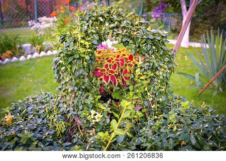 The Coleus Blumei Plant Has Very Colorful Foliage And Is Popular As A Houseplant And In Gardens. Its