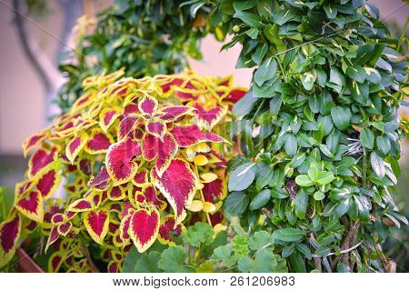 The Coleus Blumei Plant Has Very Colorful Foliage And Is Popular As A Houseplant And In Gardens. Its