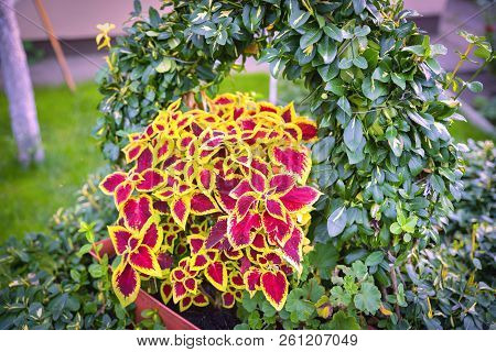 The Coleus Blumei Plant Has Very Colorful Foliage And Is Popular As A Houseplant And In Gardens. Its