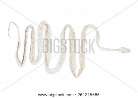 Shedding Snake Skin Isolated On White Background
