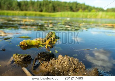 Crayfish , Orconectes Limosus, Out Of The Water On The Banks Of The River.