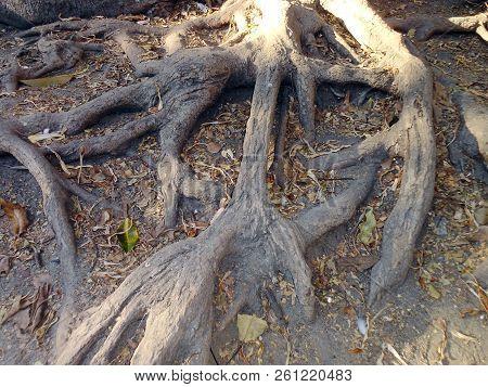 Ficus Tree Roots In The Gardens Of Alameda Apodaca In Cádiz Capital, Andalusia. Spain Europe.