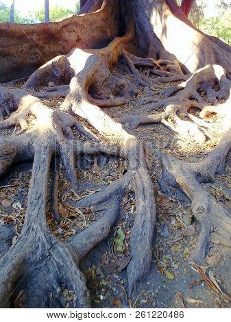 Ficus Tree Roots In The Gardens Of Alameda Apodaca In Cádiz Capital, Andalusia. Spain Europe.