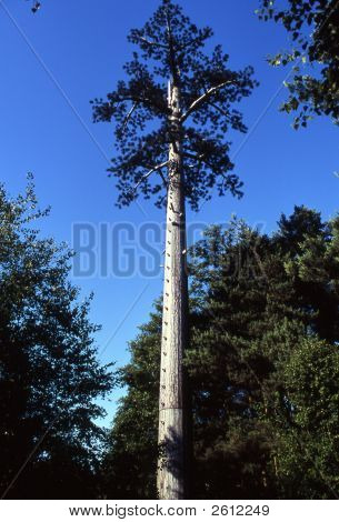 Stožár mobilního telefonu přestrojený za strom