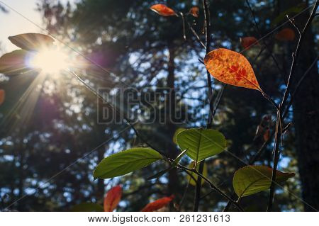 Change Of Seasons: Green And Red Leaves In The Forest On A Sunny Autumn Day. Sun Beams, Blurred Ever