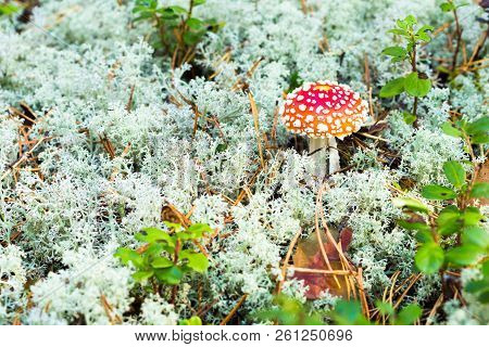 Toadstool, Close Up Of A Poisonous Mushroom In The Forest With Copy Space