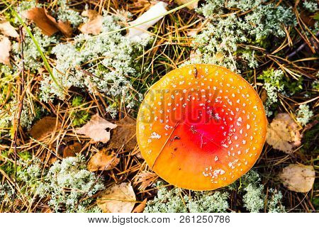 Top View Of The Toadstool, Close Up Of A Poisonous Mushroom In The Forest With Copy Space.