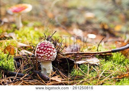 Toadstool, Close Up Of A Poisonous Mushroom In The Forest With Copy Space