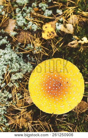 Top View Of The Toadstool, Close Up Of A Poisonous Mushroom In The Forest With Copy Space
