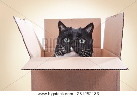Black and white tuxedo cat looking out from inside a box, teeth marks on flaps