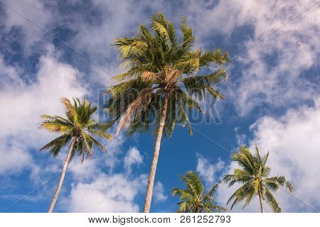 Palm trees against blue sky on Koh Kood island in Thailand