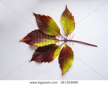 Autumn Leaves. Colorful Leaves Of Wild Grapes In Autumn. Autumn Time.