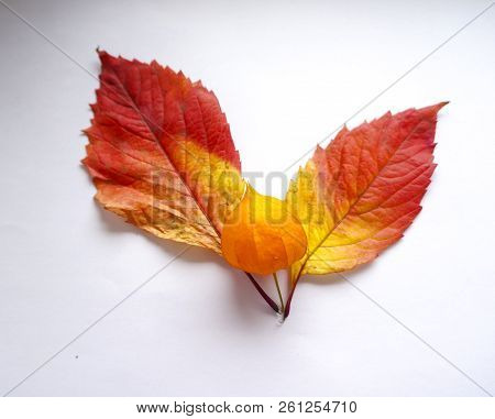 Autumn Leaves. Colorful Leaves Of Wild Grapes In Autumn. Autumn Time.