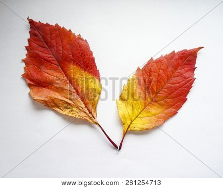 Autumn Leaves. Colorful Leaves Of Wild Grapes In Autumn. Autumn Time.