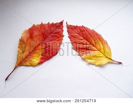 Autumn Leaves. Colorful Leaves Of Wild Grapes In Autumn. Autumn Time.