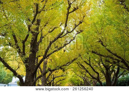 The Ginkgo street avenue in Meiji Jingu Gaien Park (Meiji-Jingu-Gaien) is one of the most famous pla