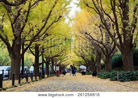 The Ginkgo Street Avenue In Meiji Jingu Gaien Park (meiji-jingu-gaien) Is One Of The Most Famous Pla